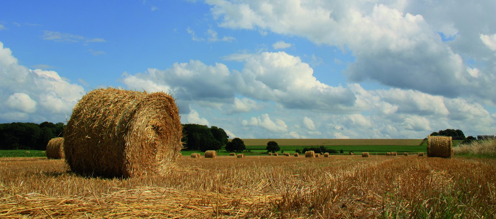 Agriculture