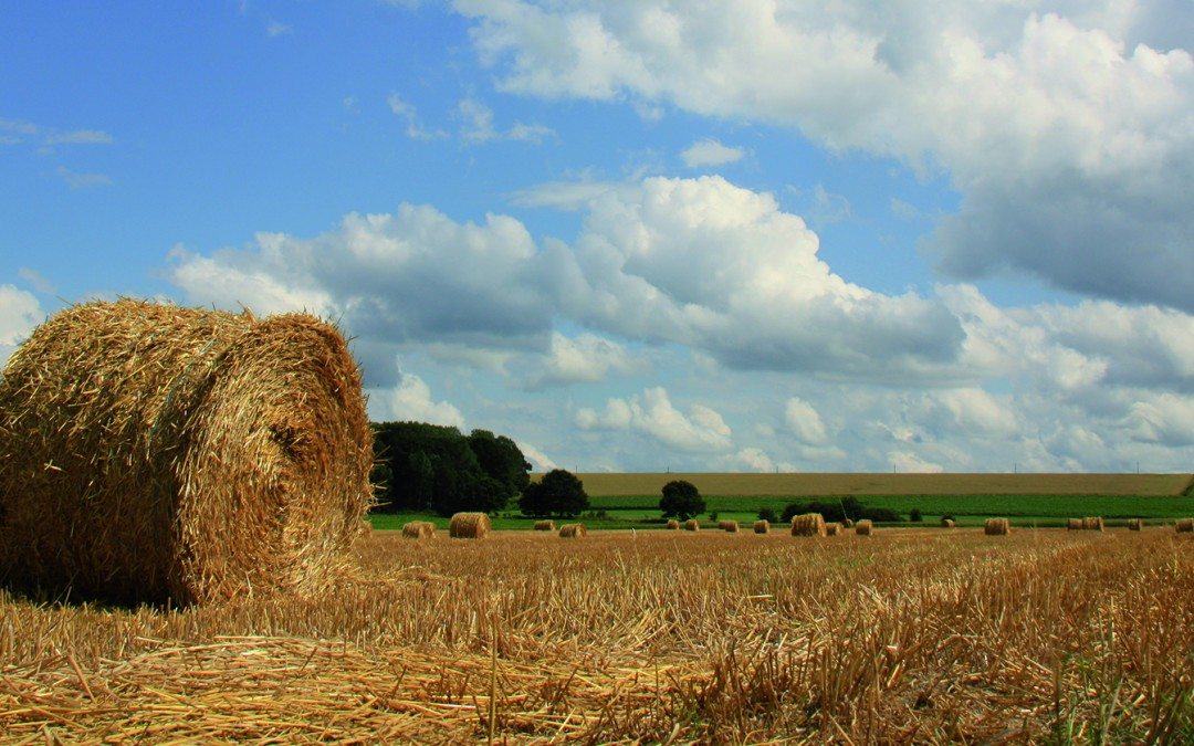 Agriculture