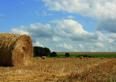 Agriculture