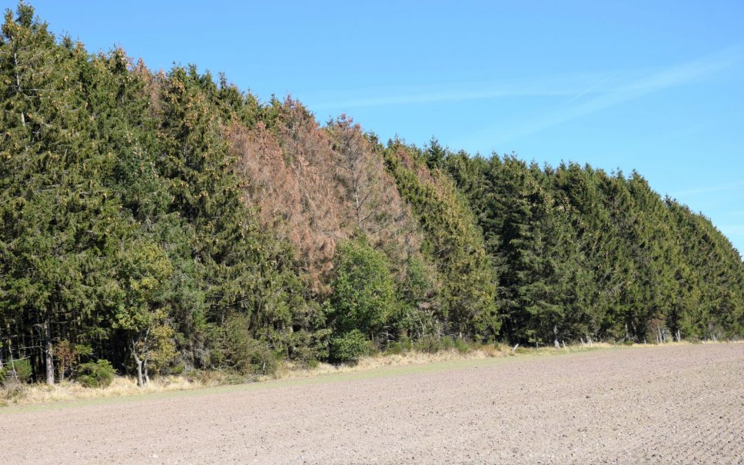 En forêt : épicéas attaqués par les scolytes