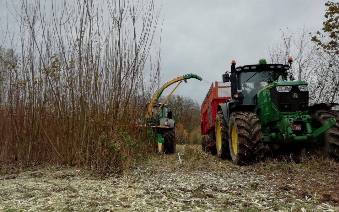 Du saule pour la chaudière bois