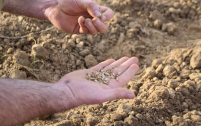 Agriculture : les blés sont semés !