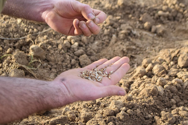 Agriculture : les blés sont semés !