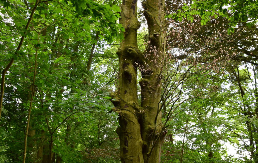 Forêt résiliente: plantez pour l’avenir !