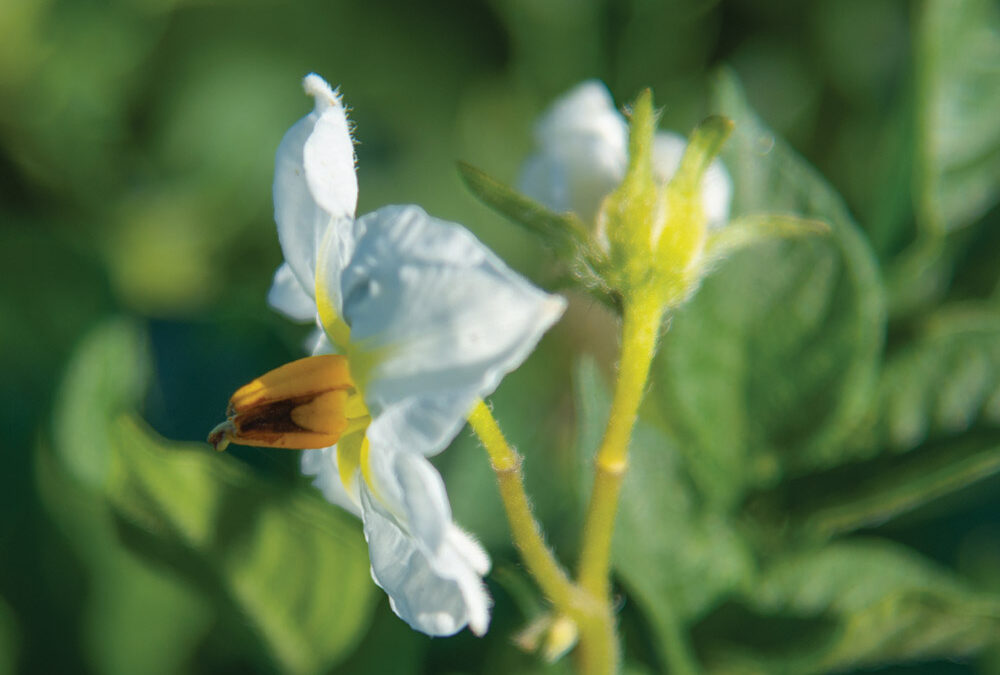 Produire des pommes de terre favorables à la ressource en eau, oui c’est possible !