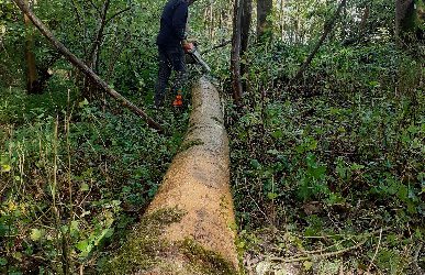 Formation « tronçonneuse »: l’Association Forestière dit merci à la Société Royale Forestière de Belgique !