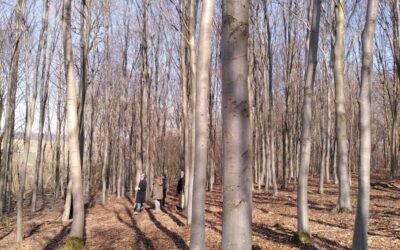 Le retour au bois avec le retour du soleil