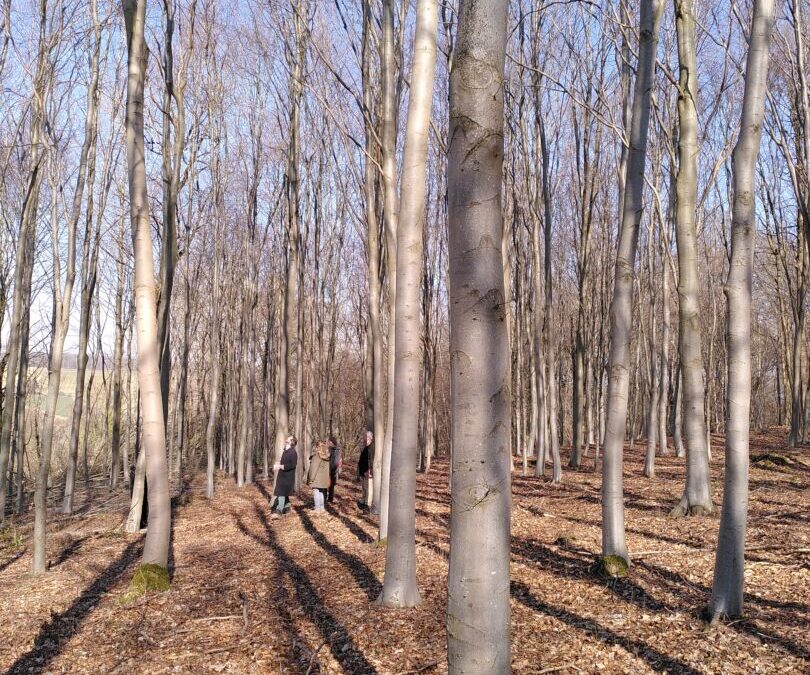 Le retour au bois avec le retour du soleil